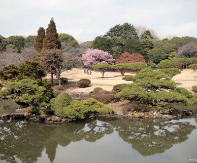 Shinjuku Gyoen (Tokyo), View on the Japanese garden and the first blooming at the end of winter
