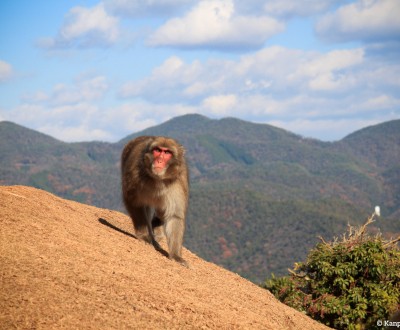 Iwatayama in Kyoto, Japanese macaque
