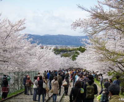 Kyoto Keage Incline Cherry Blossoms