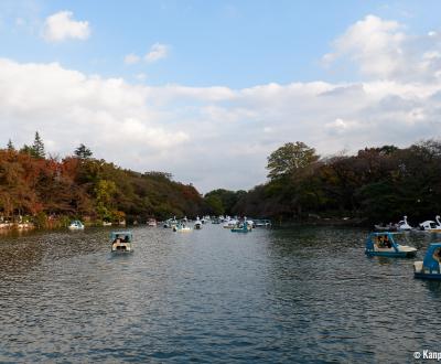 Inokashira Park and pond in autumn