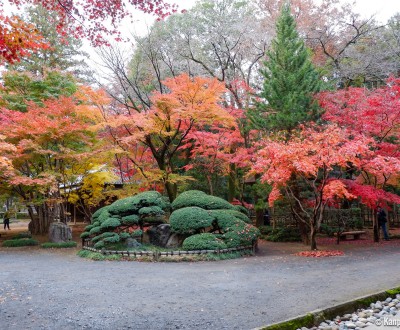 Heirin-ji Temple, Saitama, Red maple trees (momiji)