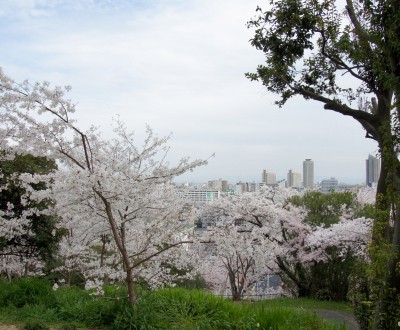 Egeyama Park, View on blooming cherry trees and Kobe
