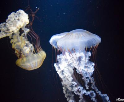 Kamo Kurage Aquarium (Tsuruoka), Jellyfish