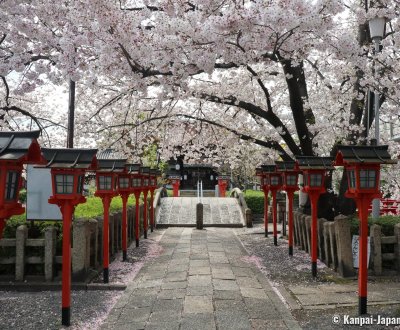 Rokusonno-jinja (Kyoto), Cherry blossoms and red lanterns in the shrine's grounds