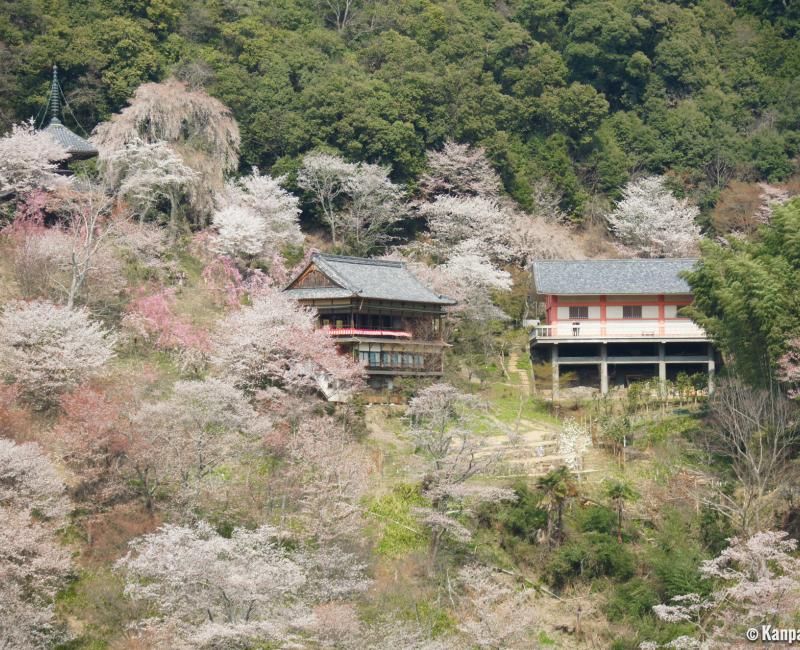 Yoshinoyama, Temple among the blooming cherry trees in spring 2 Yoshinoyama, Temple among the blooming cherry trees in spring 2