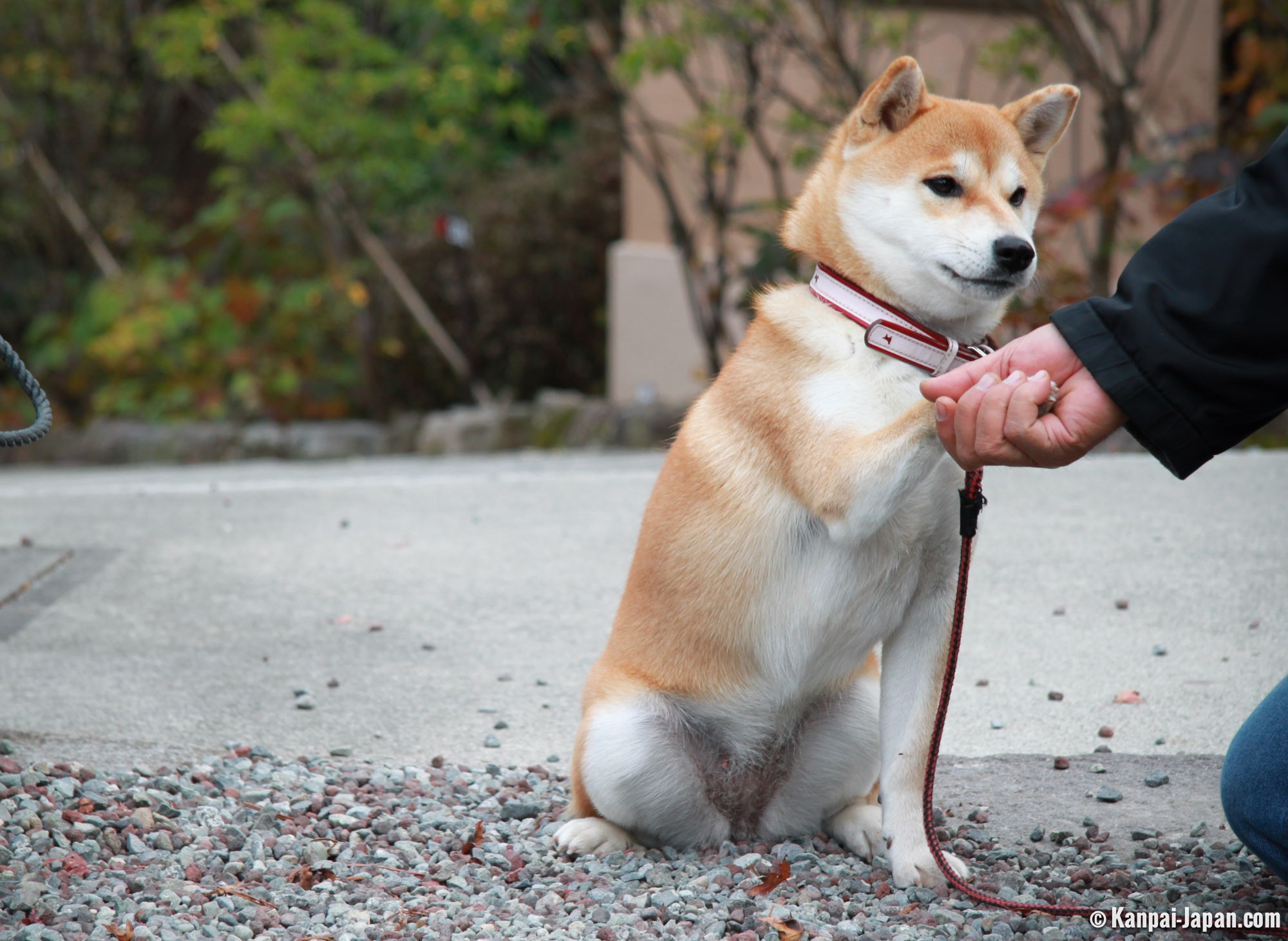 Shibainu the doggy star of Japan