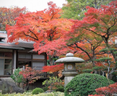 Koishikawa Korakuen (Tokyo), Japanese garden in autumn