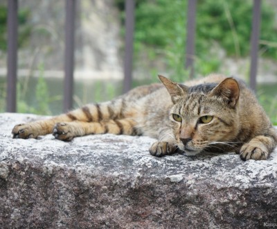 cats-japan-3