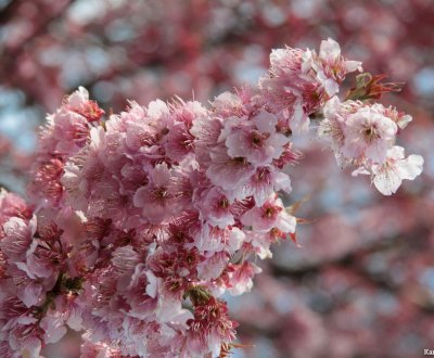 Cherry tree branch in full bloom in the beginning of spring