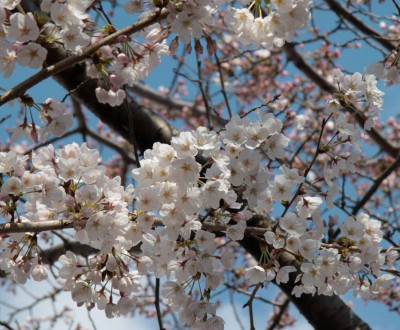 Sakura Ohanami Japanese Cherry Blossom The Flowering Of Cherry Trees In Japan Spring S Tradition