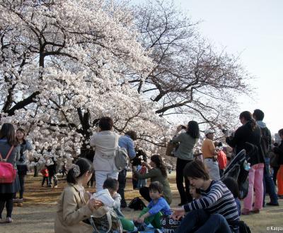 Shinjuku Gyoen Sakura 13