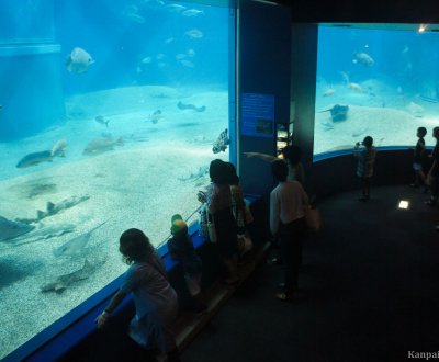 Kaiyukan Aquarium (Osaka), View on the giant pool