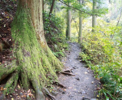 Mount Takao (Tokyo), Hiking trail in the forest