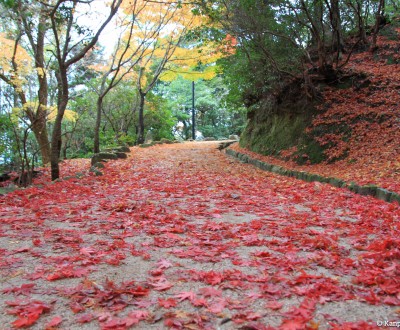 Momijidani Park (Miyajima), Walking path covered in red momiji leaves in autumn