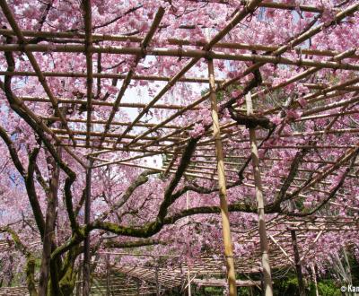 Heian Jingu 5