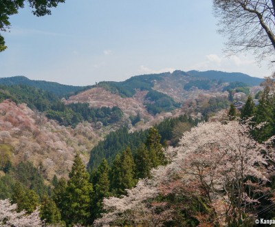Yoshinoyama, View of the cherry trees covered mountain in spring