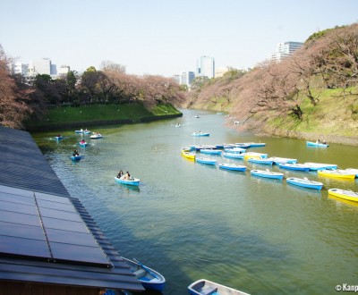 Chidorigafuchi in Tokyo, People boating on the moats in spring