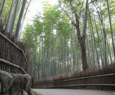 Arashiyama Bamboo Grove