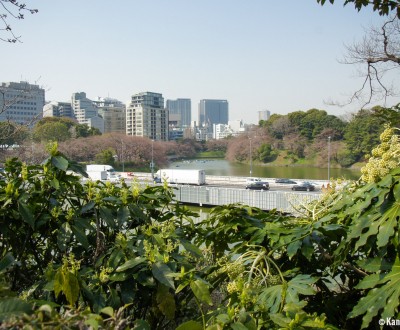 Chidorigafuchi Chiyoda 13