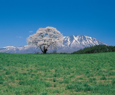 Tohoku