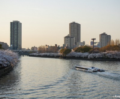 Kema Sakuranomiya Park in Osaka, Riversides covered in blooming cherry trees