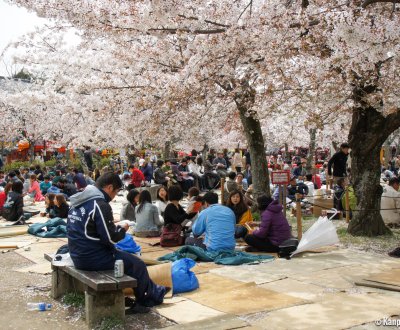Maruyama Park (Kyoto), Ohanami cherry blossom viewing party in spring
