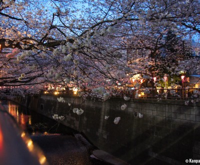 Naka Meguro-gawa in Shibuya (Tokyo), Blooming cherry trees branches above the river