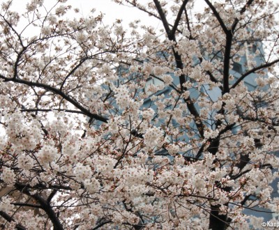 Sumida Park in Asakusa (Tokyo), Blooming cherry trees