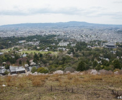 Nara City, view from Wakakusayama during cherry blossom season