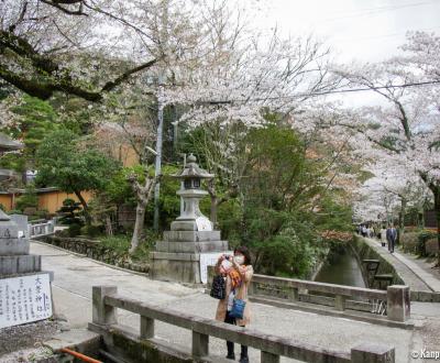 Philosopher's Path in Kyoto during cherry tree blooming in spring