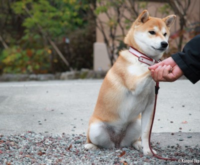 Shiba Inu 1