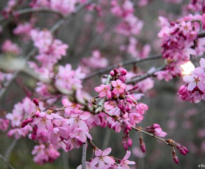 Plum Blossoms Japan 7