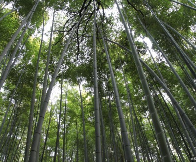 Arashiyama Bamboo Grove in Kyoto