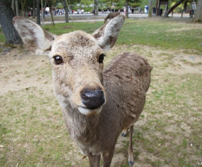 Nara Park (Nara), Shika deer