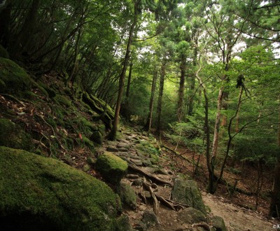 Yakushima 2