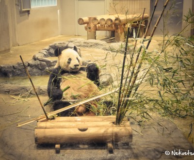 Zoo Ueno Panda 31