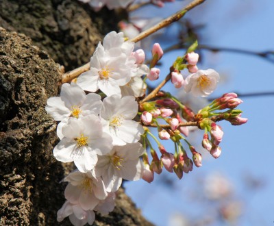 Chidorigafuchi Sakura