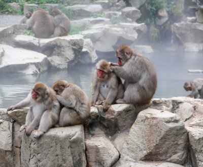 Jigokudani Monkey Park 6