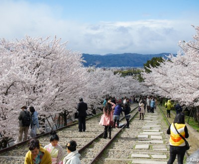 Keage Incline in Kyoto, Railway under the blooming cherry trees in spring