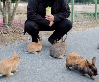 Okunoshima, Rabbits