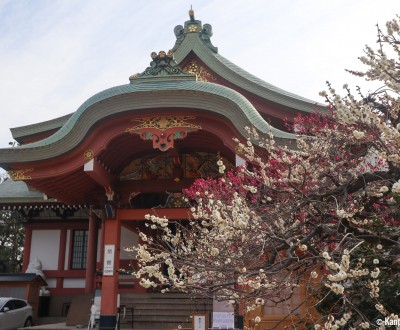 Kitano Tenmangu, Treasure Hall Homotsu-den and plum trees in February