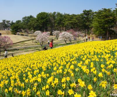 Hitachi Seaside park (Ibaraki), Narcissus flowers