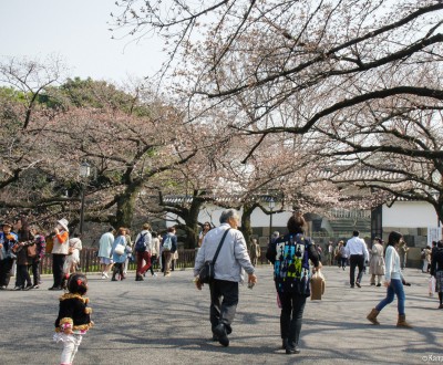 Kitanomaru Park, Blooming cherry trees