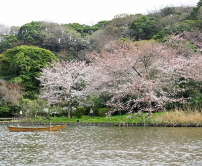 Cherry Trees in Sankei-en Garden, Yokohama