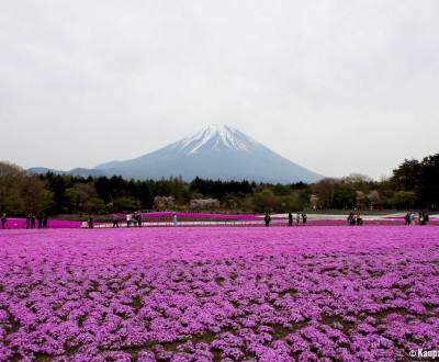 Fuji Shibazakura Matsuri, Moss phlox and Mount Fuji