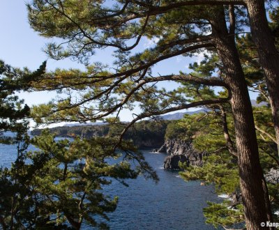 Jogasaki Coast (Ito), View on the pine trees and the coastline