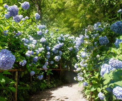 Meigetsu-in, Ajisai hydrangeas in June