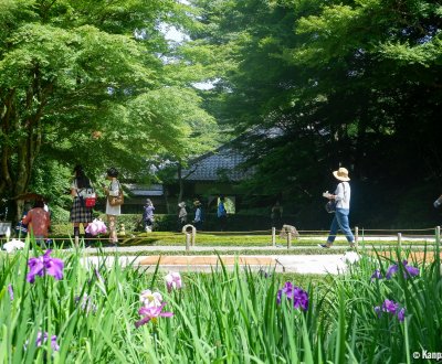 Meigetsu-in (Kamakura), Iris blooming in the inner garden in Summer 