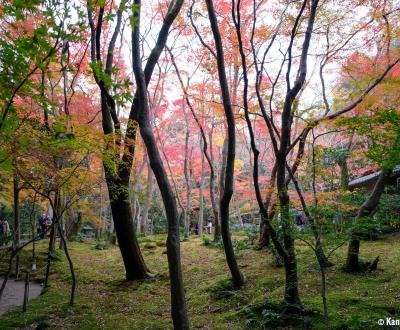 Gio-ji, moss and maple trees' temple in Arashiyama (Kyoto)