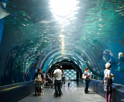 Aqua Park Shinagawa, Water Tube